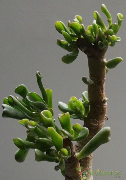 Una foto de Crassula ovata cv. hobbit