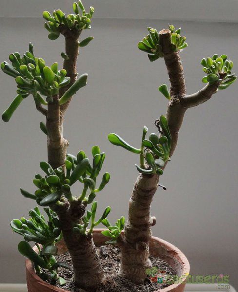 Una foto de Crassula ovata cv. hobbit