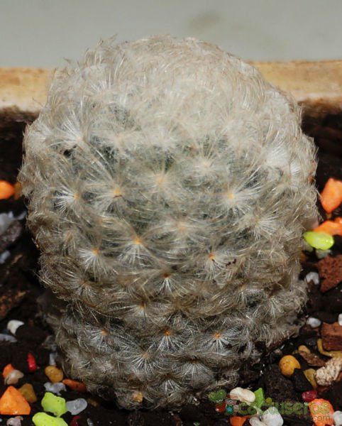Una foto de Mammillaria plumosa