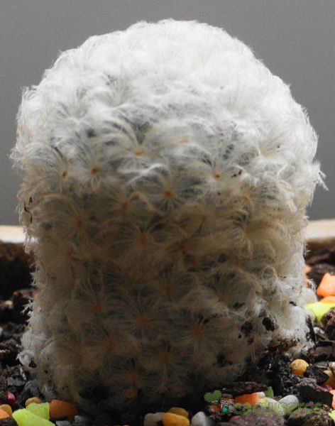 Una foto de Mammillaria plumosa