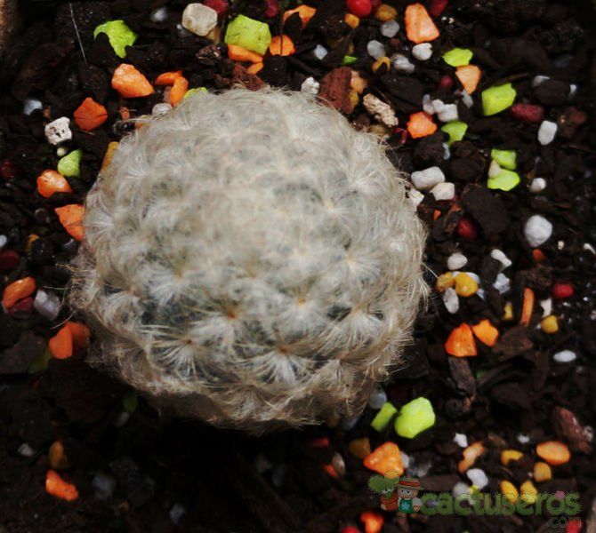 Una foto de Mammillaria plumosa