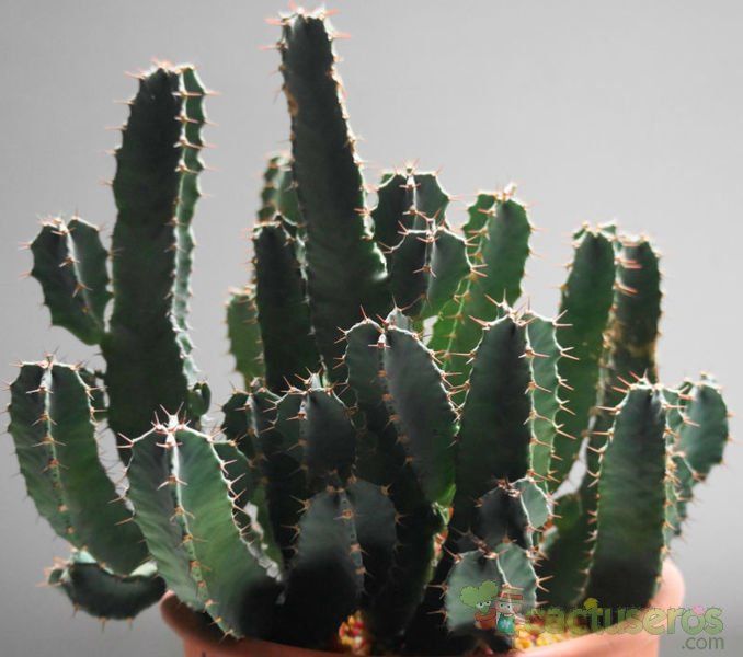 Una foto de Euphorbia resinifera