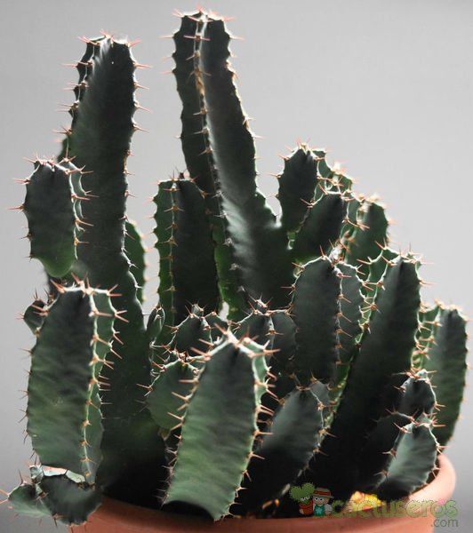 Una foto de Euphorbia resinifera