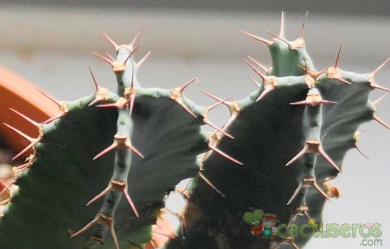 Una foto de Euphorbia resinifera