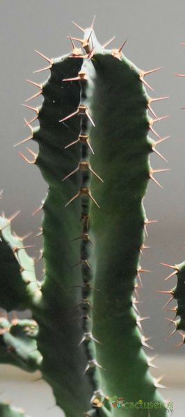 Una foto de Euphorbia resinifera