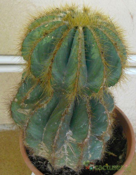 A photo of Parodia magnifica
