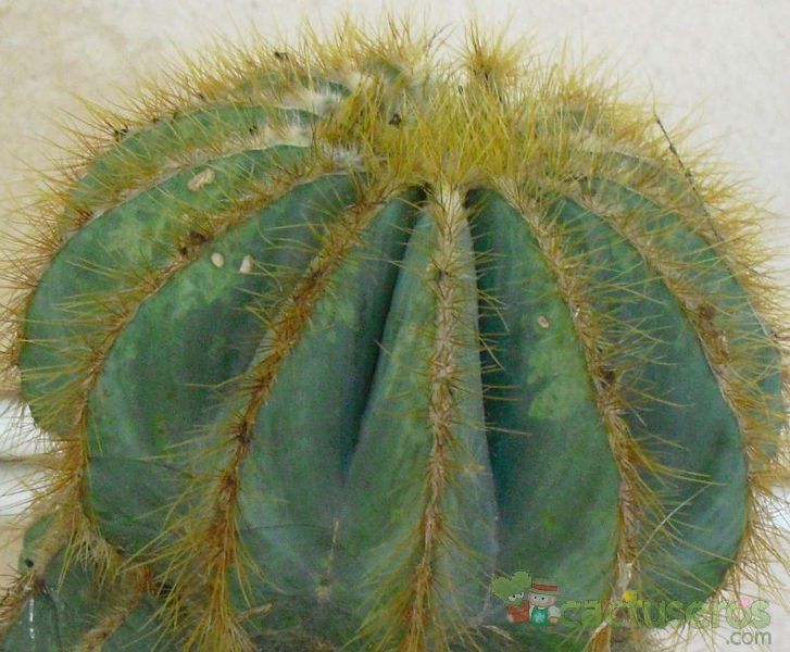 A photo of Parodia magnifica