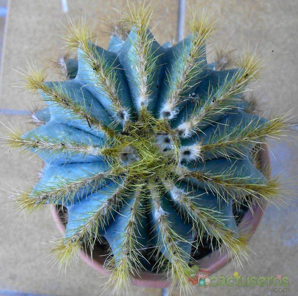 A photo of Parodia magnifica