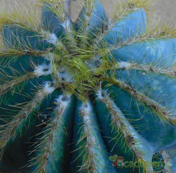 A photo of Parodia magnifica