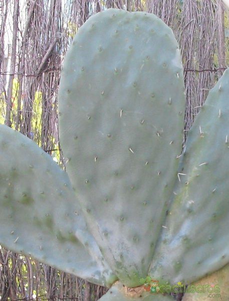 A photo of Opuntia ficus-indica
