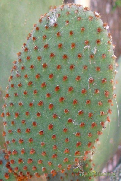 A photo of Opuntia microdasys ssp. rufida