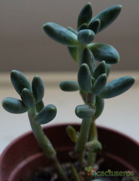 Una foto de Pachyphytum compactum