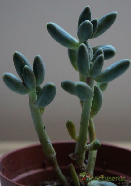 Una foto de Pachyphytum compactum