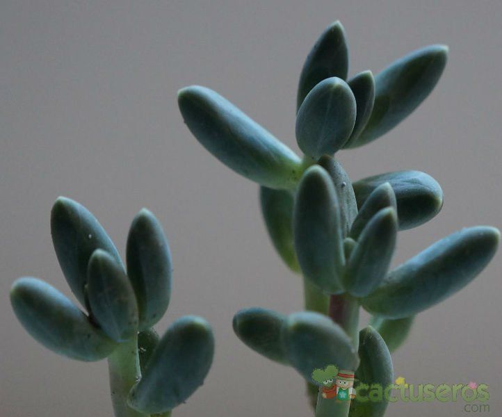 Una foto de Pachyphytum compactum