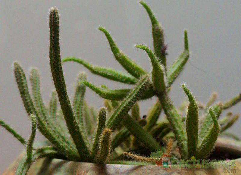 A photo of Rhipsalis baccifera ssp. horrida