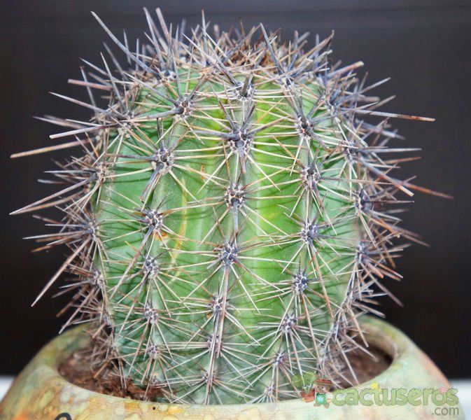 Una foto de Carnegiea gigantea