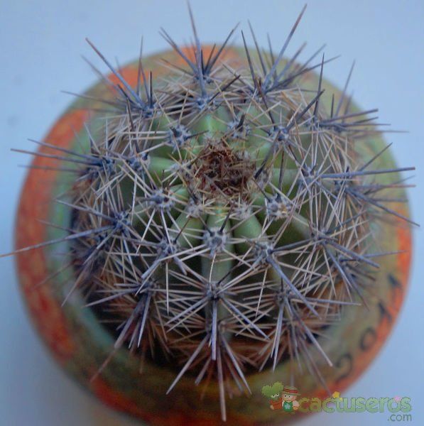 Una foto de Carnegiea gigantea