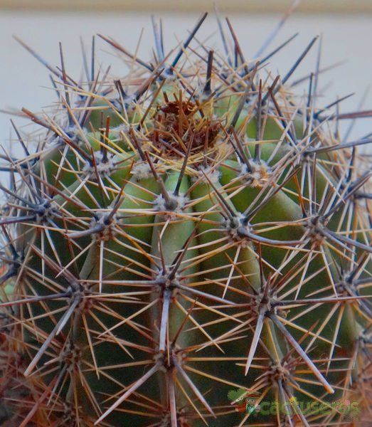 Una foto de Carnegiea gigantea