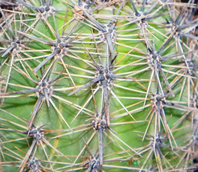 Una foto de Carnegiea gigantea