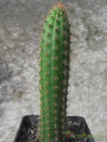 Una foto de Cleistocactus fieldianus