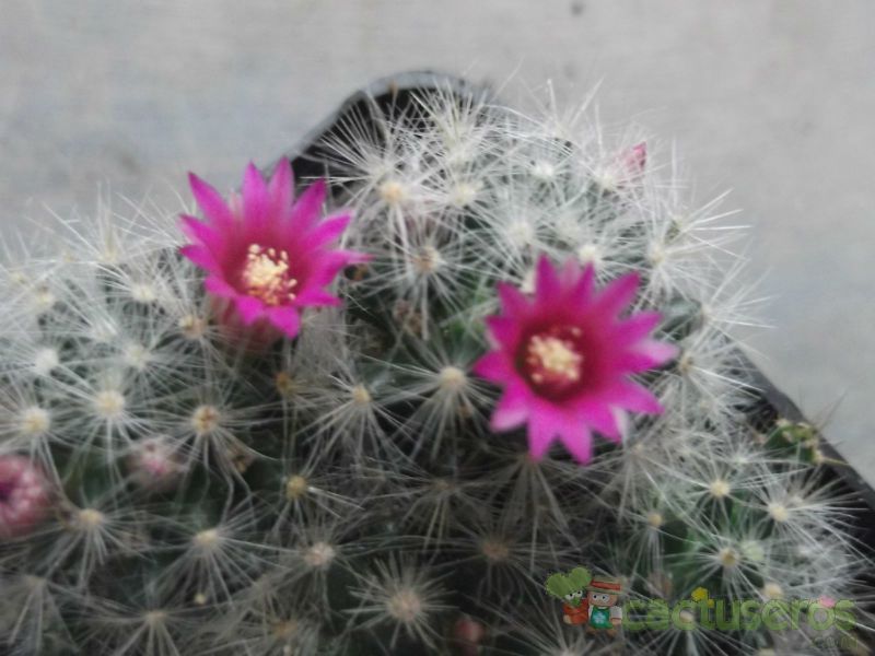A photo of Mammillaria laui ssp dasyacantha