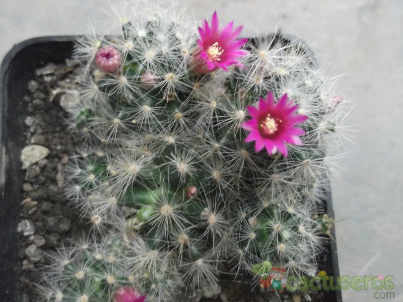 A photo of Mammillaria laui ssp dasyacantha