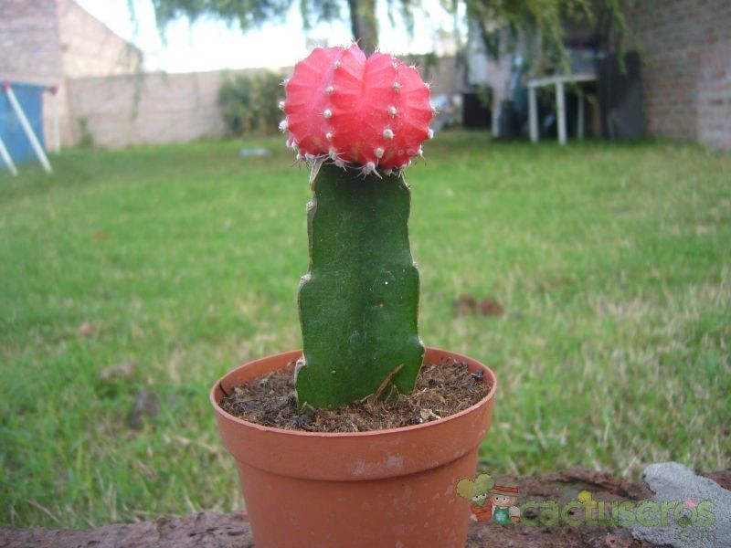 A photo of Gymnocalycium mihanovichii cv. hibotan