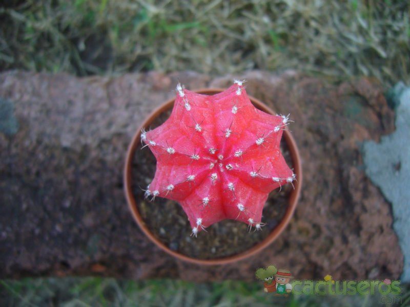 A photo of Gymnocalycium mihanovichii cv. hibotan