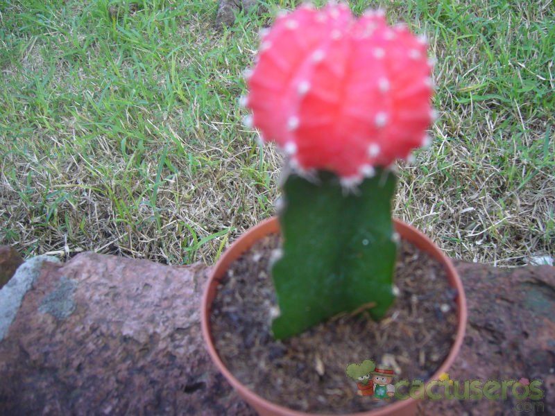A photo of Gymnocalycium mihanovichii cv. hibotan