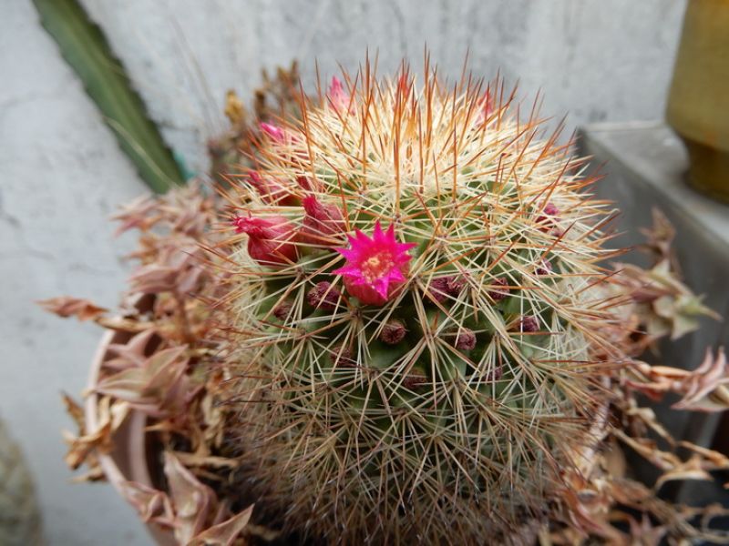Una foto de Mammillaria nunezii