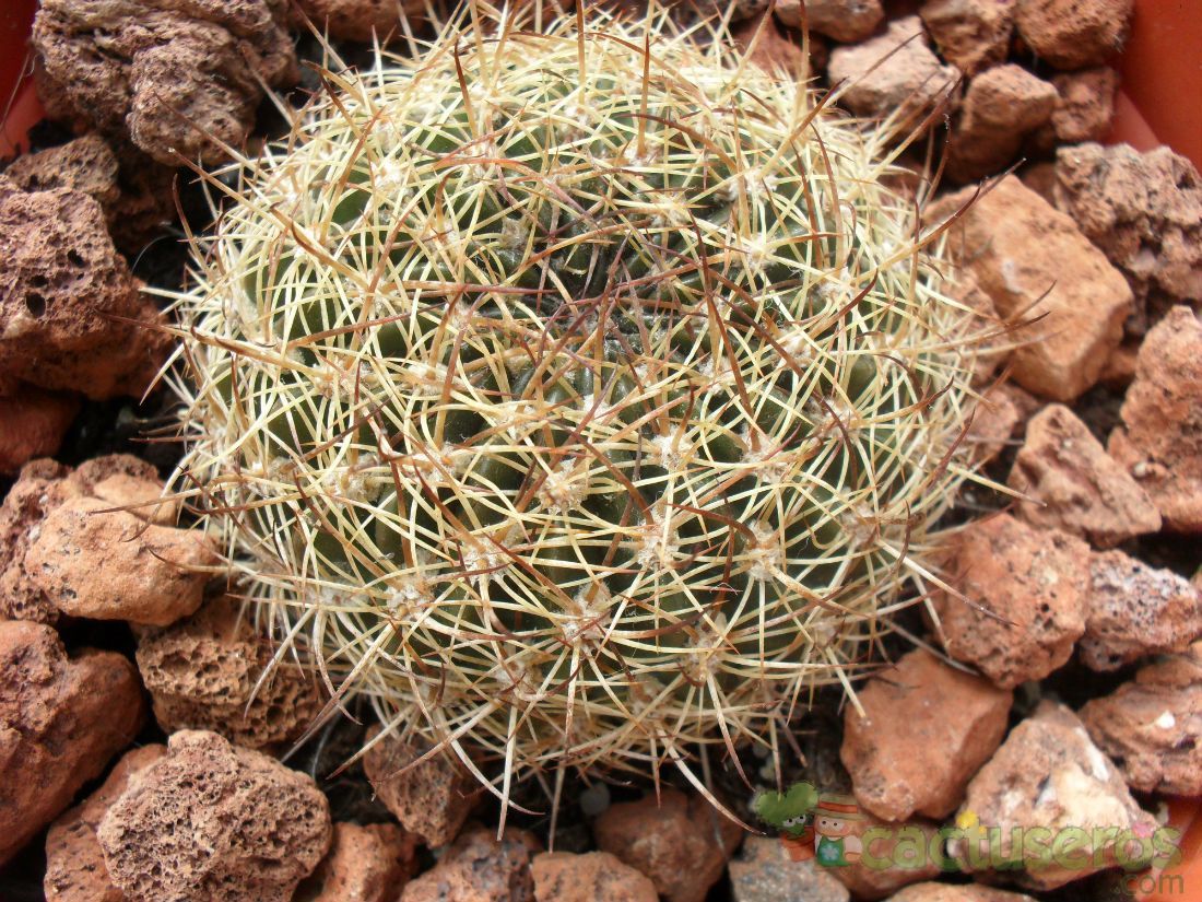 Una foto de Echinopsis tiegeliana