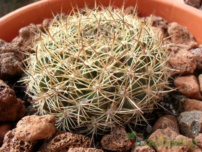 Una foto de Echinopsis tiegeliana