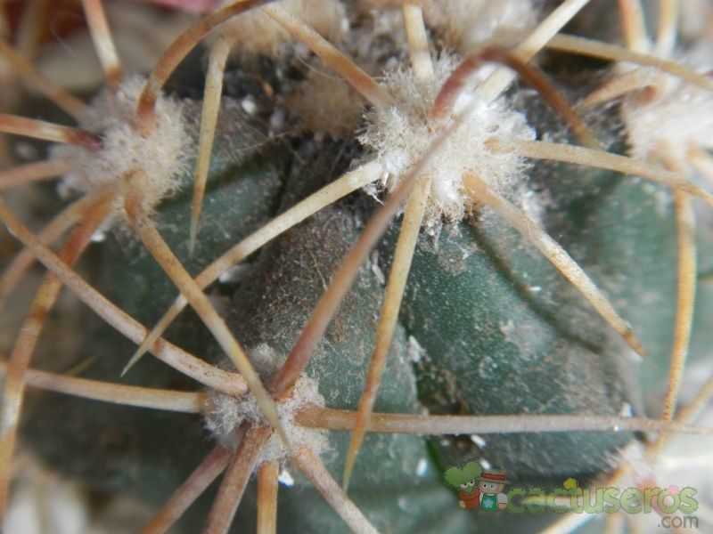 Una foto de Ferocactus emoryi