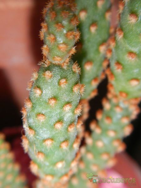 Una foto de Opuntia microdasys ssp. rufida fma. monstruosa