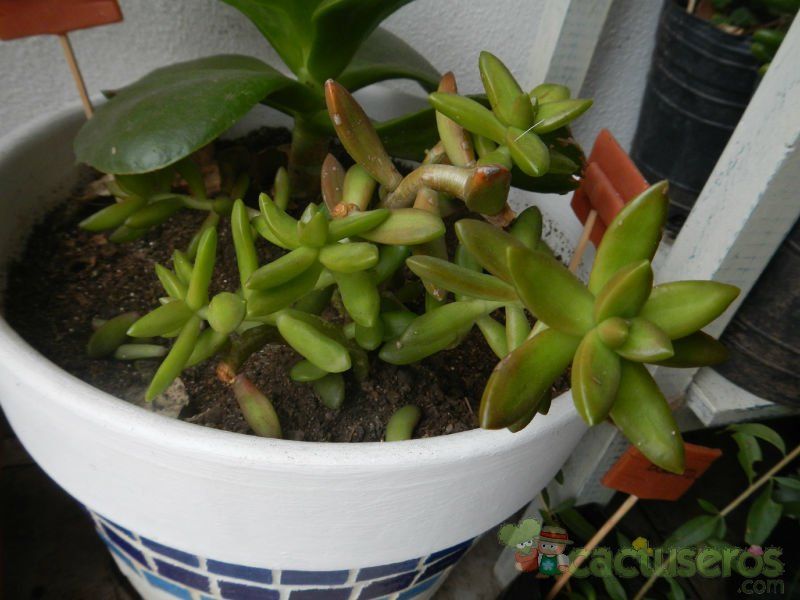 Una foto de Sedum adolphii