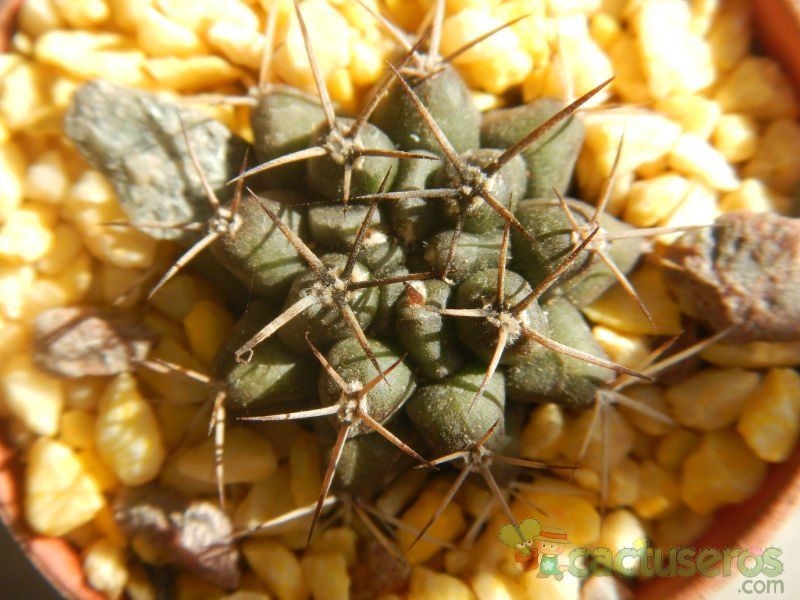 Una foto de Gymnocalycium schickendantzii