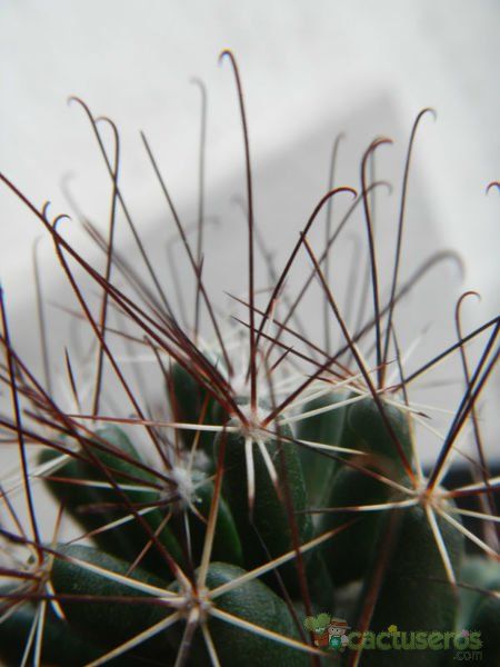 A photo of Coryphantha odorata