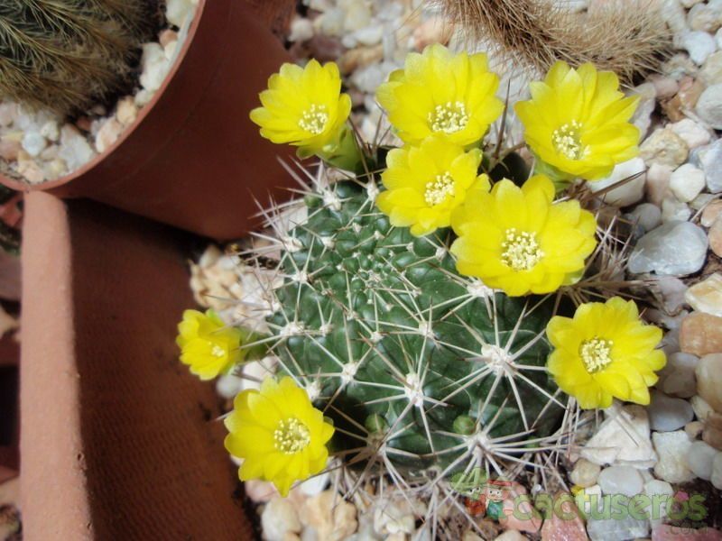 Una foto de Weingartia neocumingii