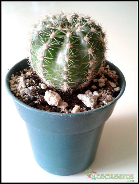 Una foto de Echinopsis werdermannii