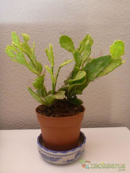 Una foto de Brasiliopuntia brasiliensis