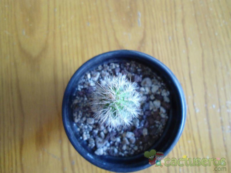 A photo of Pilosocereus piauhyensis