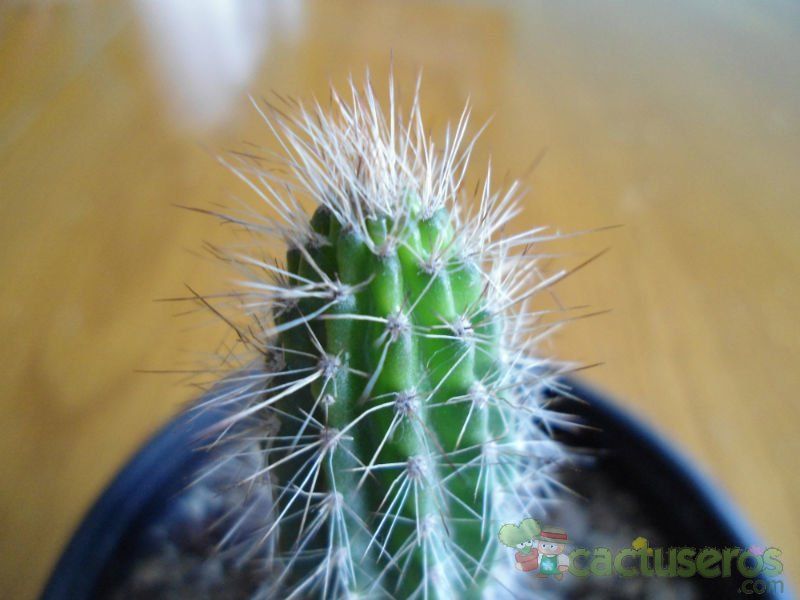 A photo of Pilosocereus piauhyensis