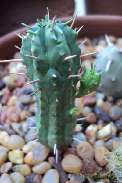 Una foto de Euphorbia submamillaris