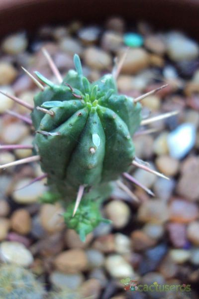 Una foto de Euphorbia submamillaris