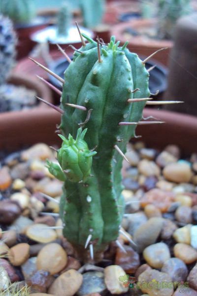 Una foto de Euphorbia submamillaris