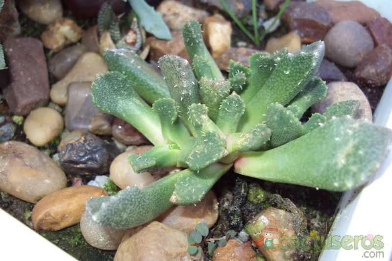 A photo of Aloinopsis setifera