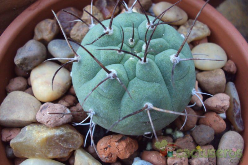 Una foto de Matucana madisoniorum