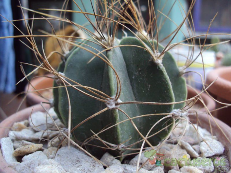 Una foto de Astrophytum capricorne fma. nudum