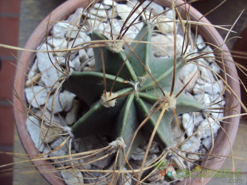 A photo of Astrophytum capricorne fma. nudum
