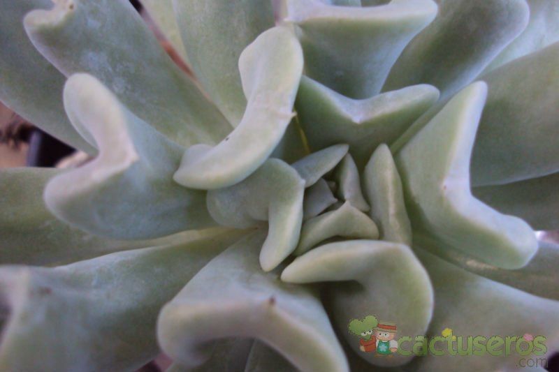 A photo of Echeveria runyonii cv. Topsy turvy 